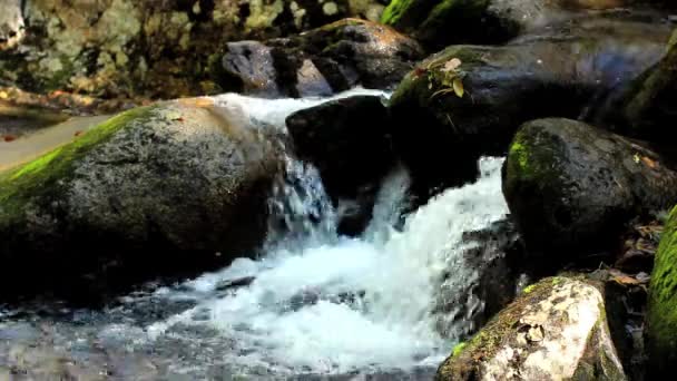 Mountain stream in the forest — Stock Video