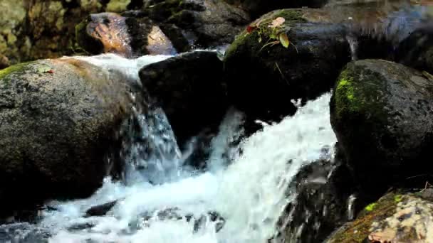 Mountain stream in the forest — Stock Video