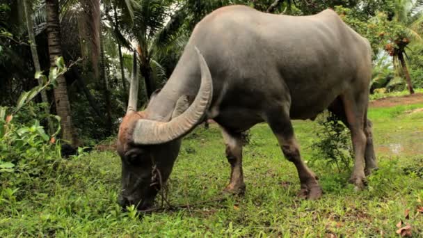 Одомашненный буйвол для производства риса — стоковое видео