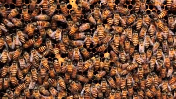 蜜蜂把花蜜转化为蜂蜜 — 图库视频影像