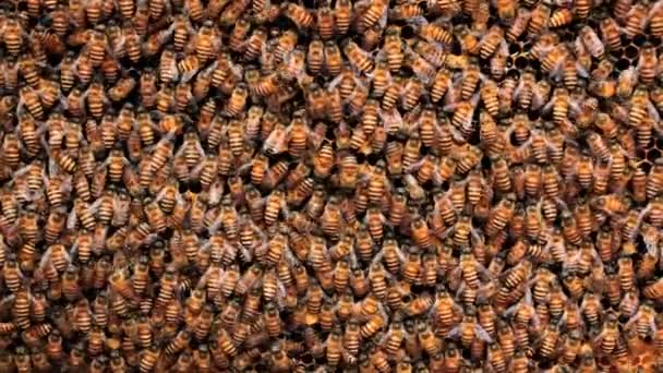 Bienen wandeln Nektar in Honig um — Stockvideo