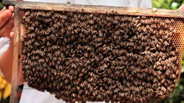 Ruche. Les abeilles dans le rucher — Video