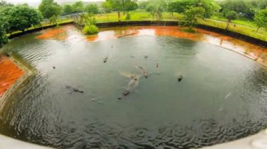 Timsahlar tarafından bambu çubukları et parçaları ile yakalamak. clocodile çiftliği, vietnam. Timelapse.