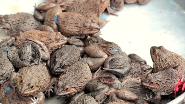 Alive frogs for sale at market, Vietnam, Hochiminh city. — Stock Video