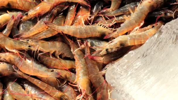 Camarones vivos en el mercado de pescado — Vídeo de stock