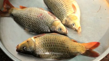 hayatta tatlı su balığı carps pazarında Satılık.