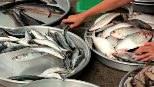 Färsk fisk till salu på marknaden — Stockvideo