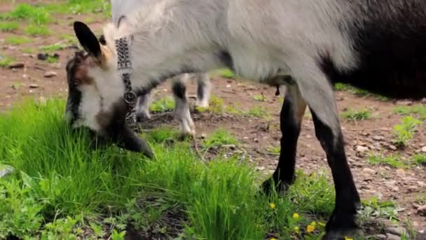 Familia de cabras pastando en un campo — Vídeos de Stock