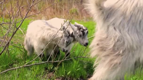 Família de cabras pastando em um campo — Vídeo de Stock