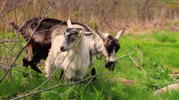 Familia de cabras pastando en un campo — Vídeo de stock