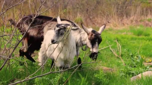 Ziegenfamilie weidet auf einem Feld — Stockvideo