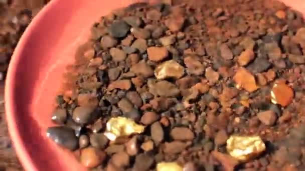 Panning voor goud. werkelijke goud bits in de pan. — Stockvideo