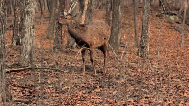 Krásný jelen ve volné přírodě — Stock video