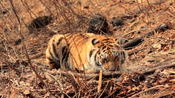Amur baby tigress alter 7 monate — Stockvideo