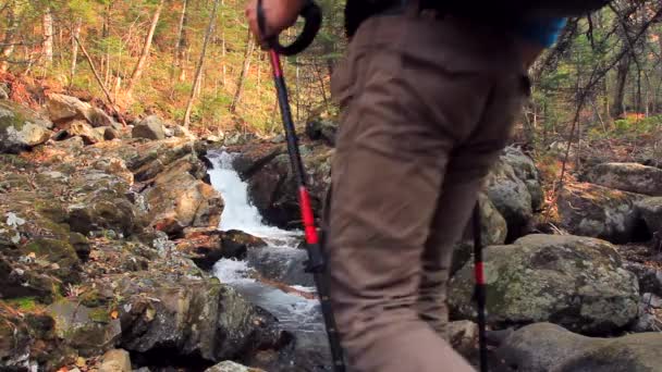 Ensam ung hane når en fantastisk vattenfall på sin vandring äventyr — Stockvideo