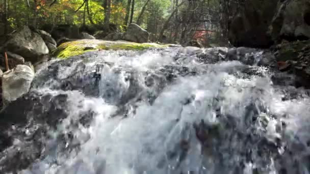 秋天的树林的纯净新鲜水瀑布 — 图库视频影像