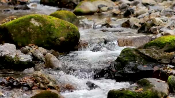 Pure fresh water waterfall in autumn forest — Stock Video