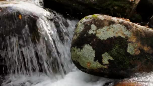 Pure fresh water waterfall in autumn forest — Stock Video