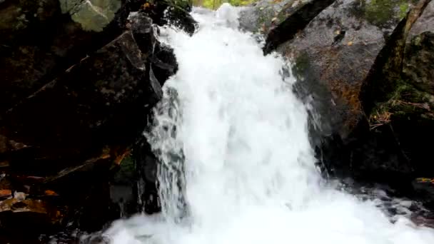 Pure fresh water waterfall in autumn forest — Stock Video