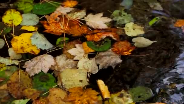 Осенние листья плавают по воде — стоковое видео