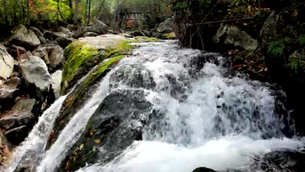 Pure fresh water waterfall in autumn forest — Stock Video