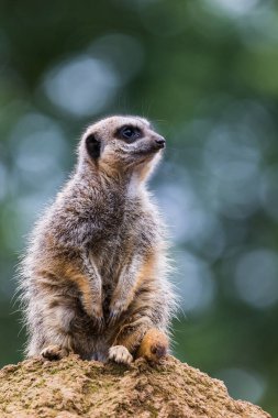 İngiltere 'de tehlikeyi kollayan bir kayanın tepesinde yalnız bir mirket görüldü..