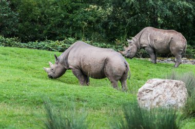 İki Doğu Afrika siyah gergedanı yemyeşil çimlerde otluyor..
