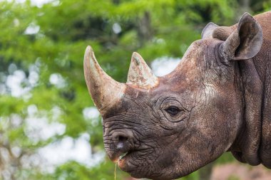 Siyah gergedanın kafası kurumuş çimenleri çiğniyor..