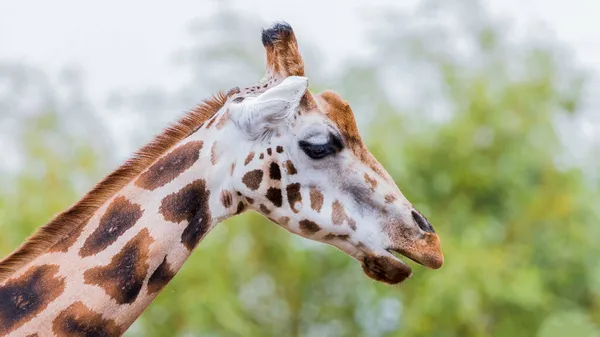 Dívá Žirafu Jak Kráčí Před Listnatými Stromy — Stock fotografie