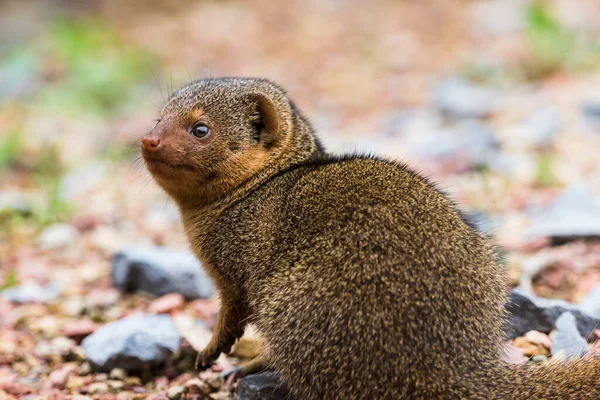 Cüce bir firavun faresine yaklaş bir taş ve çakıl zeminde.