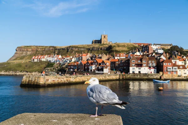 Close Sea Gull Harbour Side Whitby Pictured Front Landmarks East — Stock Photo, Image