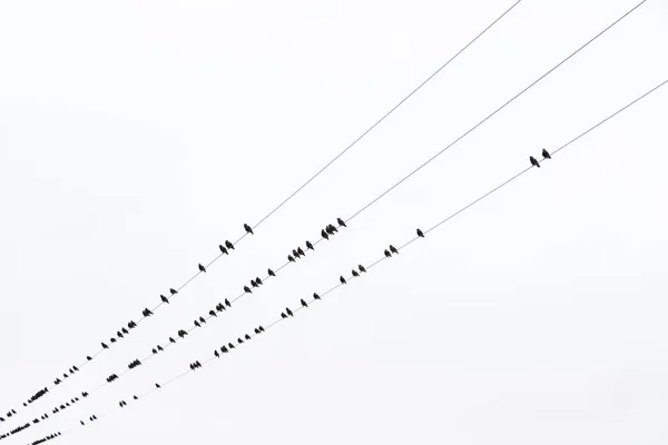 Flock Starlings Telegraph Wires Seen Village Staithes Yorkshire — Stock Photo, Image