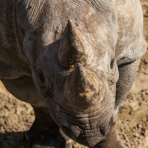 Colheita Quadrada Perto Rinoceronte Preto — Fotografia de Stock