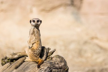 Mirket Kuzey İngiltere 'de kurumuş odunların üzerine tünedi..