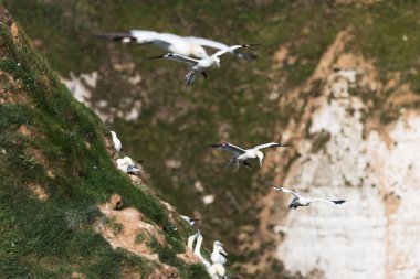 Kuzeyli sümsük kuşları Yorkshire 'daki Bempton Kayalıkları' nda bir koloniyi geçerken.