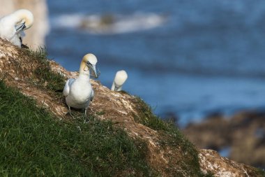 Kuzeyli sümsük kuşu yuvası için Yorkshire 'daki Bempton Kayalıklarında çim topluyor..