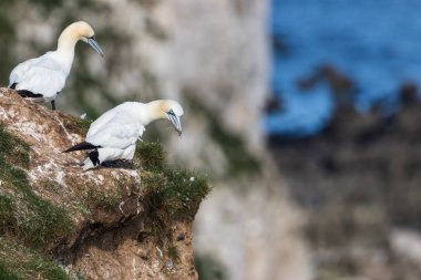 Kuzey sümsük kuşu Yorkshire 'daki Bempton Kayalıkları' nda uçurumun kenarına bakıyor..