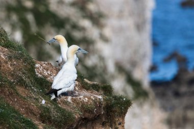 Kuzeyli sümsük kuşu, Yorkshire 'daki Bempton Kayalıkları' nda yuvalarını otla onarıyor..