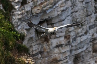 Kuzey sümsük kuşu Yorkshire 'daki Bempton Kayalıkları' na inmeye hazırlanıyor..