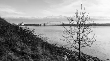 Mersey Estuary 'nin yanında Runcorn Köprüleri' nin önünde yalnız bir ağaç var..