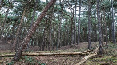 Bir çift ağaç Merseyside 'daki Formby Ormanı' nın tipik manzarasına gözlerini açıyor..