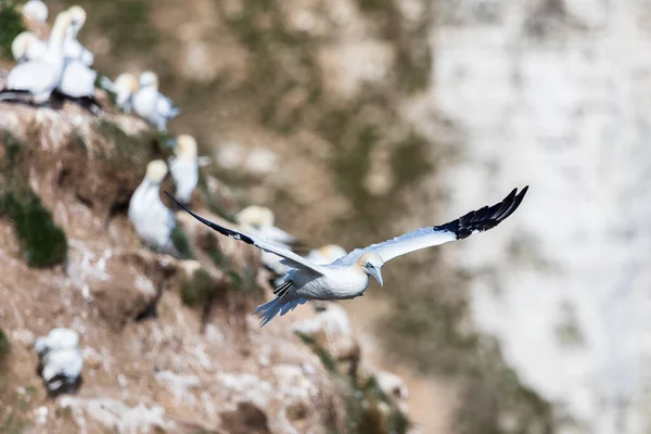 Northern Gannet Passing Rugged Cliffs Bempton Yorkshire — Stock Photo, Image