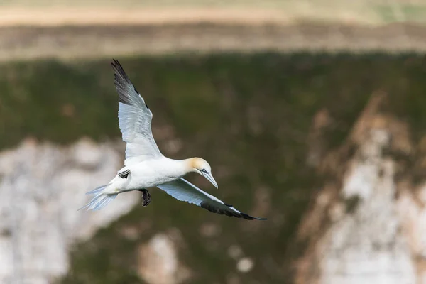 Alcatraces Del Norte Ralentiza Con Viento Bempton Cliffs Yorkshire — Foto de Stock