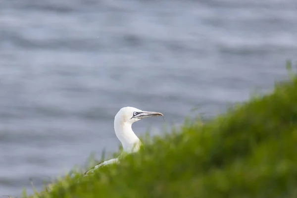 Basstölpel Hinter Gras Auf Der Klippe Bei Bempton Yorkshire — Stockfoto