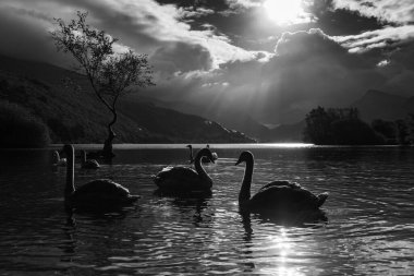 Yalnız ağacın yanındaki görkemli kuğular bir öğleden sonra Llanberis yakınlarındaki Llyn Padarn 'da yakalandılar..