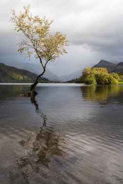 Llyn Padarn 'daki yalnız ağaç Kuzey Galler' deki Llanberis yakınlarında sonbaharda suya yansıdığı görüldü..