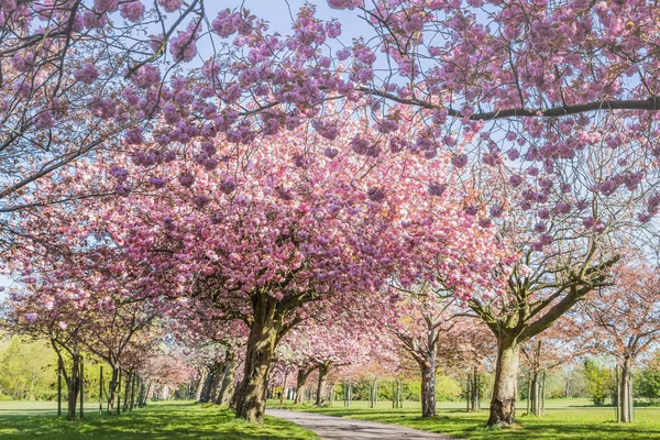 Cherry Blossom Avenue Trees Public Park Liverpool Seen April 2021 — Stock Photo, Image