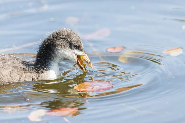 Coot chick chewing weed seen on the Leeds Liverpool Canal near Crosby in May 2021.