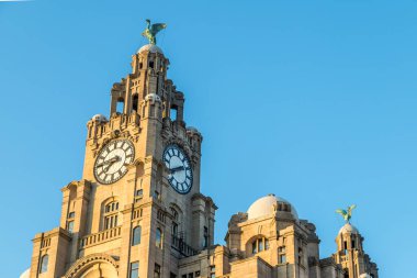 İki karaciğer kuşu, 2021 Ağustos 'unda güneş batmaya başladığında Liverpool' daki Kraliyet Karaciğer Binası 'nın ufuk çizgisine tünedi..