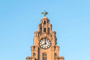 İki karaciğer kuşundan biri 2021 Ağustos 'unda Liverpool' daki Kraliyet Karaciğer Binası 'nın saat kulesinde gururla duruyor..
